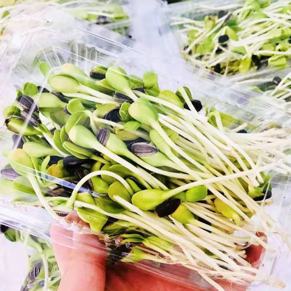 Oil sunflower sprouting seeds 1kg