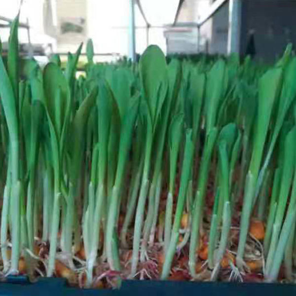 Corn sprouting seeds 1kg