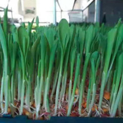 Corn sprouting seeds 1kg