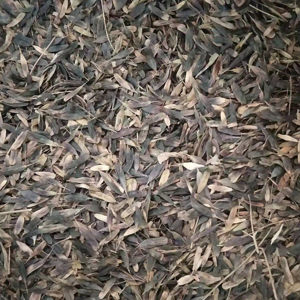 Isatis root seeds/Radix Isatidis seeds 1kg