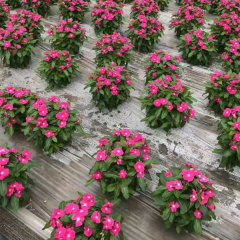 Hybrid vinca seeds/Catharanthus roseus seeds 1kg