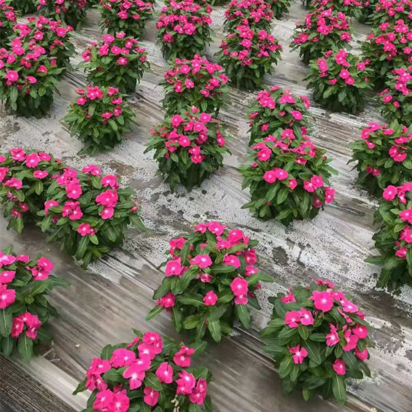 Hybrid vinca seeds/Catharanthus roseus seeds 1kg