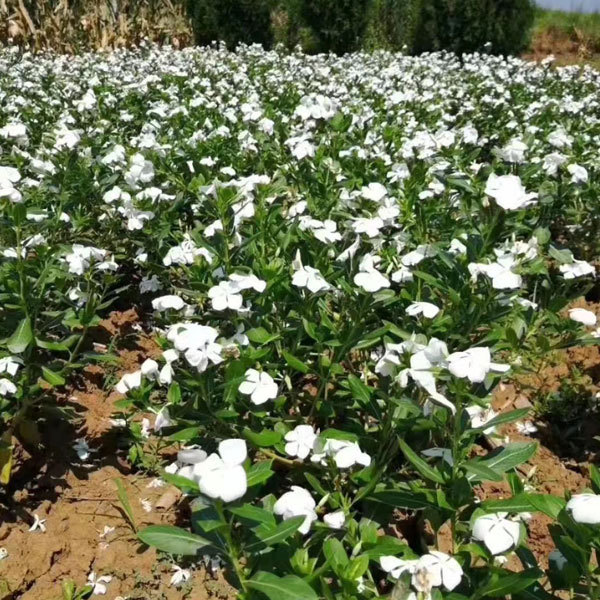 Hybrid vinca seeds/Catharanthus roseus seeds 1kg