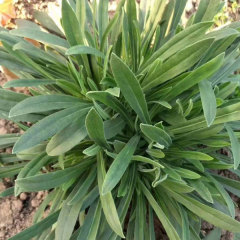 Isatis root seeds/Radix Isatidis seeds 1kg