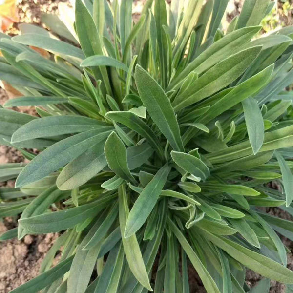 Isatis root seeds/Radix Isatidis seeds 1kg