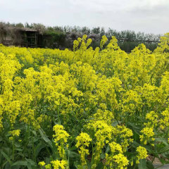 Isatis root seeds/Radix Isatidis seeds 1kg