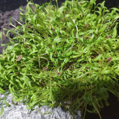 Heracleum hemsleyanum Diels seeds/Radix Angelicae Pubescentis seeds 1kg