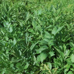 Heracleum hemsleyanum Diels seeds/Radix Angelicae Pubescentis seeds 1kg