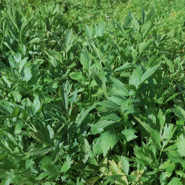 Heracleum hemsleyanum Diels seeds/Radix Angelicae Pubescentis seeds 1kg