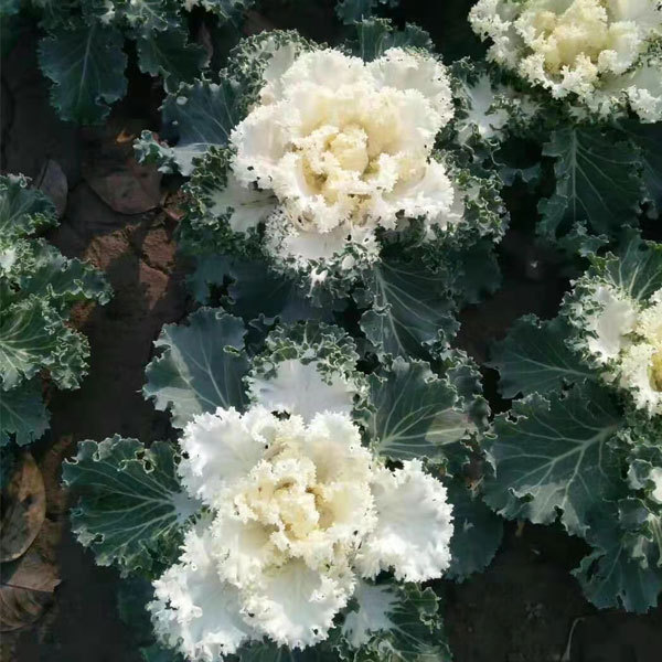 Brassica oleracea seeds/Curly kale seeds 1000seeds/bag