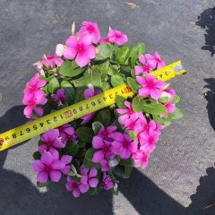 Hybrid vinca seeds/Catharanthus roseus seeds 1kg
