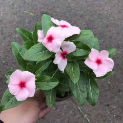 Hybrid vinca seeds/Catharanthus roseus seeds 1kg