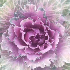 Brassica oleracea seeds/Curly kale seeds 1000seeds/bag