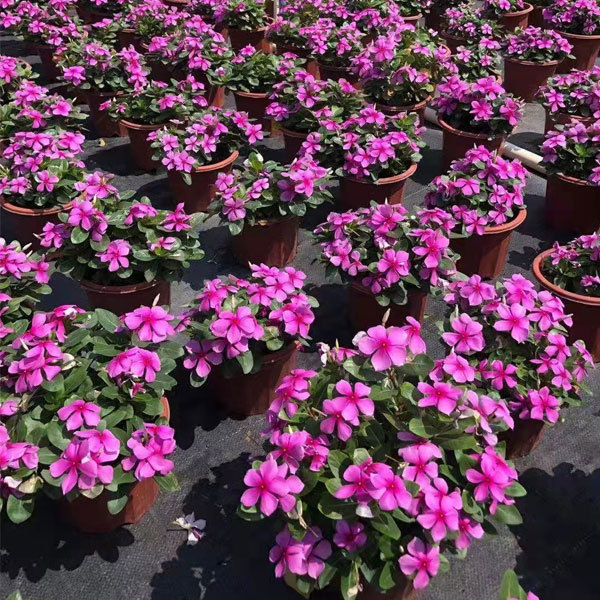 Hybrid vinca seeds/Catharanthus roseus seeds 1kg