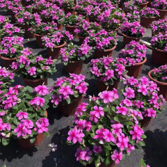 Hybrid vinca seeds/Catharanthus roseus seeds 1kg