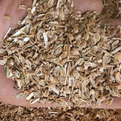 Heracleum hemsleyanum Diels seeds/Radix Angelicae Pubescentis seeds 1kg