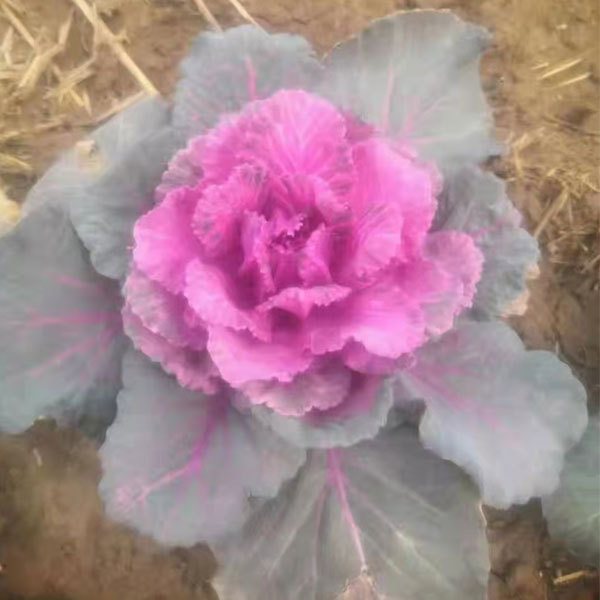 Brassica oleracea seeds/Curly kale seeds 1000seeds/bag