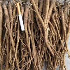 Heracleum hemsleyanum Diels seeds/Radix Angelicae Pubescentis seeds 1kg