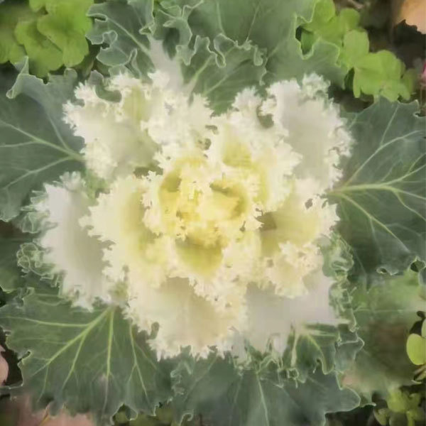 Brassica oleracea seeds/Curly kale seeds 1000seeds/bag