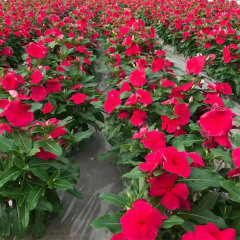 Hybrid vinca seeds/Catharanthus roseus seeds 1kg