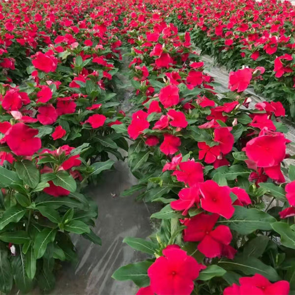 Hybrid vinca seeds/Catharanthus roseus seeds 1kg