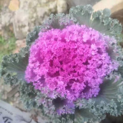 Brassica oleracea seeds/Curly kale seeds 1000seeds/bag