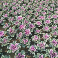 Brassica oleracea seeds/Curly kale seeds 1000seeds/bag