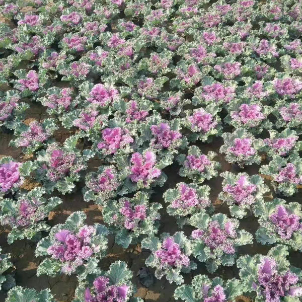 Brassica oleracea seeds/Curly kale seeds 1000seeds/bag