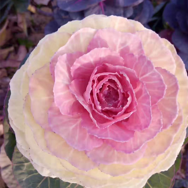 Brassica oleracea seeds/Curly kale seeds 1000seeds/bag