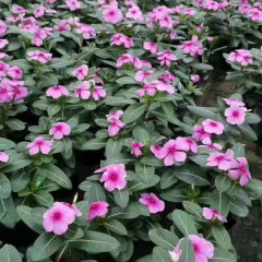 Hybrid vinca seeds/Catharanthus roseus seeds 1kg