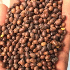 Sophora flavescens seeds 1kg