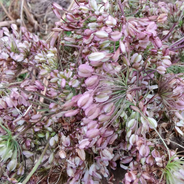 Angelica sinensis seeds 1kg