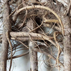 Sophora flavescens seeds 1kg