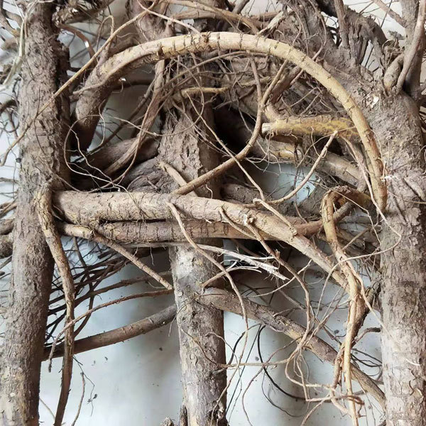 Sophora flavescens seeds 1kg