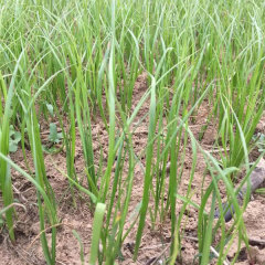 Rhizoma Anemarrhenae seeds 1KG