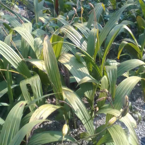 Bletilla striata seeds 1kg