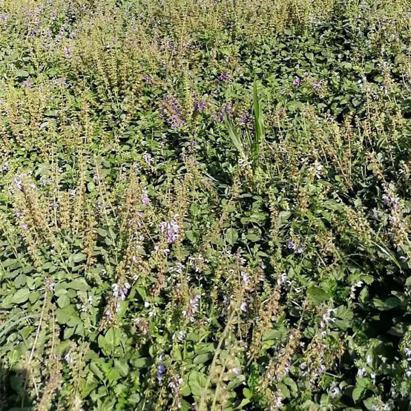 Salvia miltiorrhiza seeds 1kg