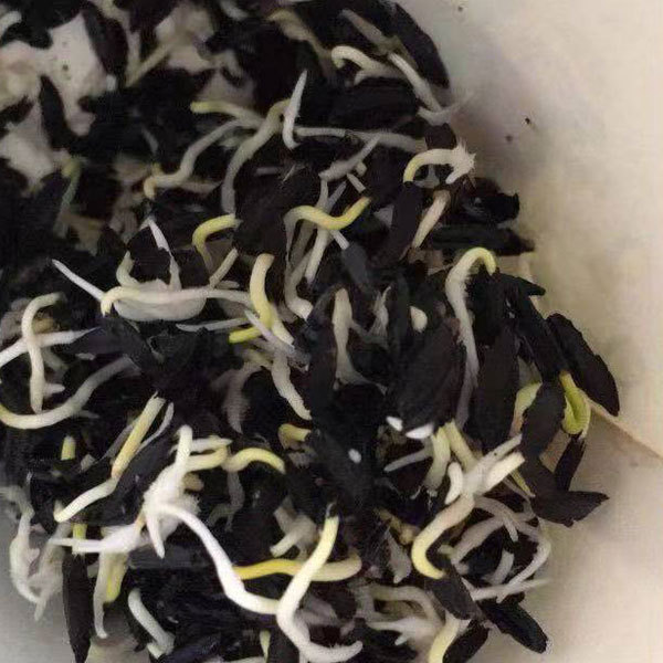 Rhizoma Anemarrhenae seeds 1KG