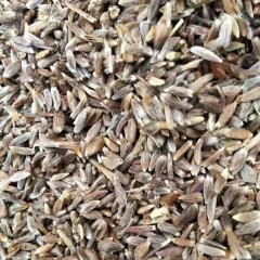 Atractylodes macrocephala seeds 1kg