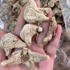 Bletilla striata seeds 1kg