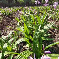 Bletilla striata seeds 1kg