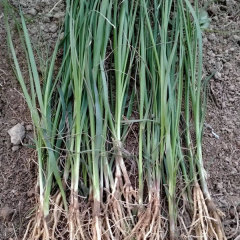 Rhizoma Anemarrhenae seeds 1KG