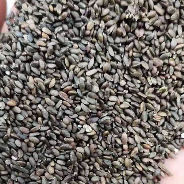 Salvia miltiorrhiza seeds 1kg