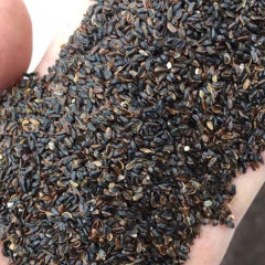 Platycodon grandiflorus seeds 1kg