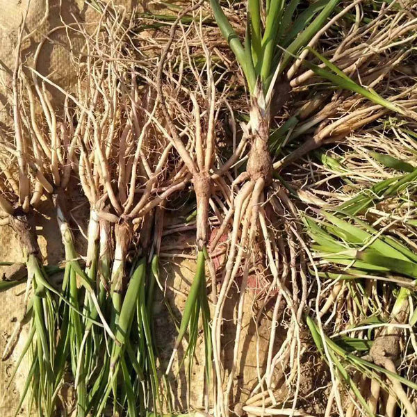 Rhizoma Anemarrhenae seeds 1KG