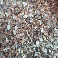 Angelica sinensis seeds 1kg