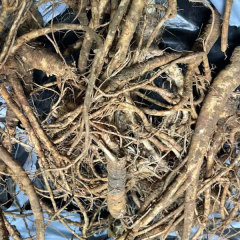 Radix Peucedani seeds/Peucedanum praeruptorum seeds 1kg