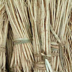 codonopsis pilosula seeds 1kg