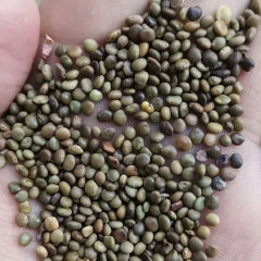 Glycyrrhiza seeds/Licorice seeds 1kg