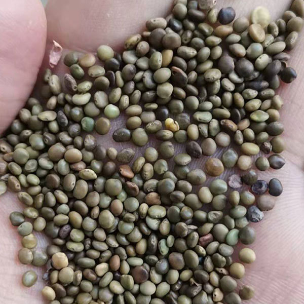 Glycyrrhiza seeds/Licorice seeds 1kg